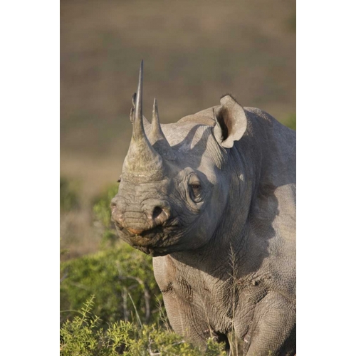 South Africa, Port Elizabeth, Black rhino grazing